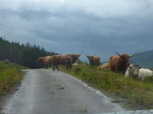 A herd of Highland cattle.