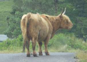 A Highland cow taking over the road.