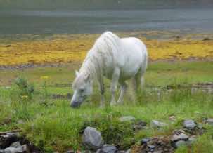  A Highland pony, used for the stalking.