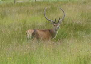 A stag grazing.