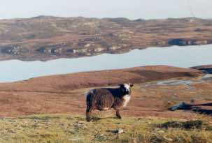 A Shetland ram surveys his territory.
							