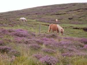 Autumn in Shetland – the heather blooming in September.
							